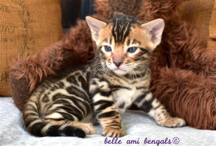 Are female Bengals friendly?