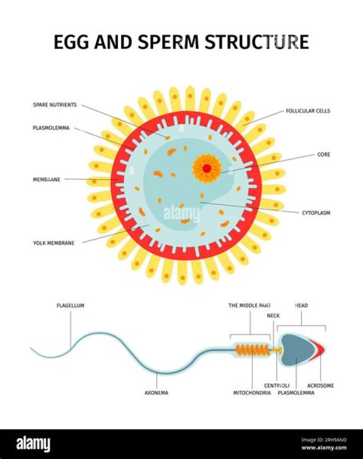 Are female eggs Single cells?