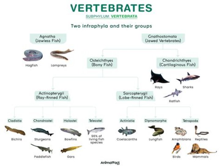 Are invertebrates a subphylum?