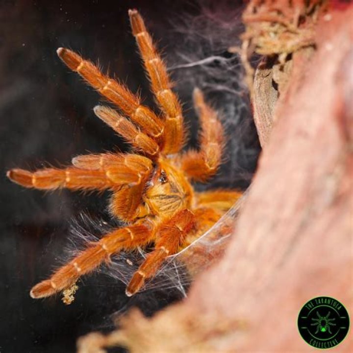 Are orange baboon tarantulas aggressive?
