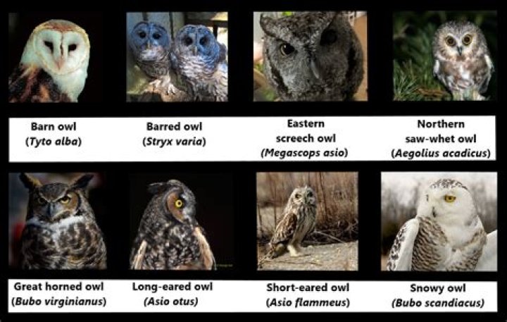 Are there different species of owls?