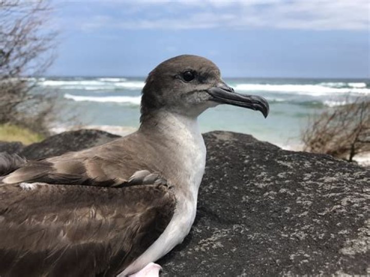 Are wedge-tailed shearwaters endangered?