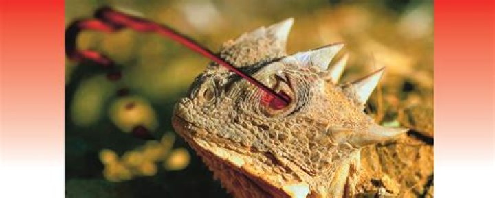 Can you buy a horned lizard?