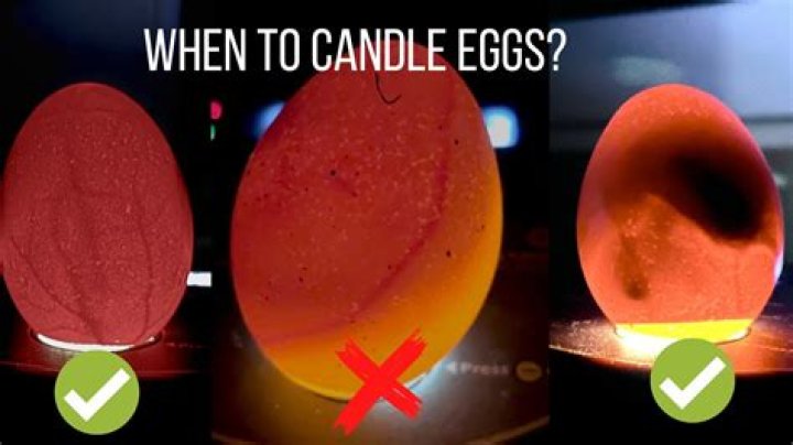 Can you candle an egg to see if its fertile?