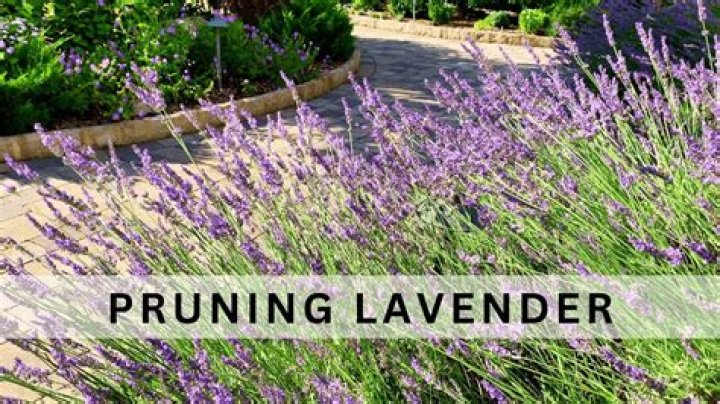 Do you cut back lavender in the spring?