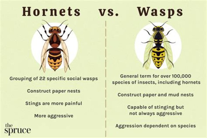 Does ophion wasp sting?