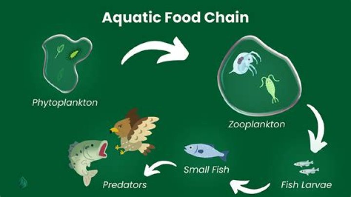 How can you compare terrestrial food chain and aquatic food chain?