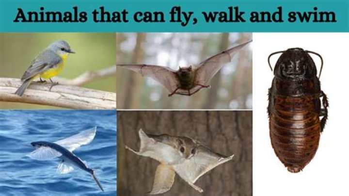 How do animals that live in water swim?