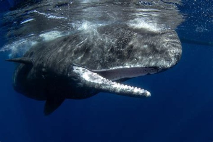 How do sperm whales die?