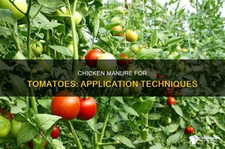 How do you apply manure to tomato plants?