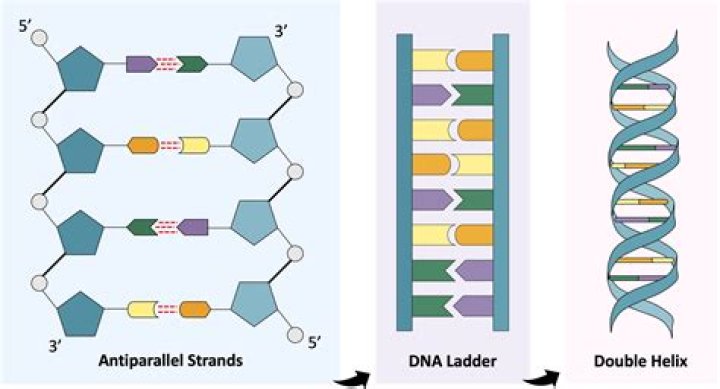 How do you contact DNA?
