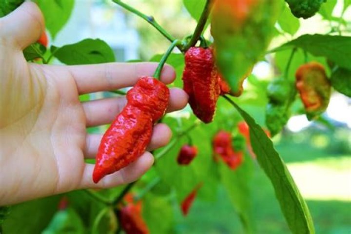 How do you germinate Bhut Jolokia seeds?