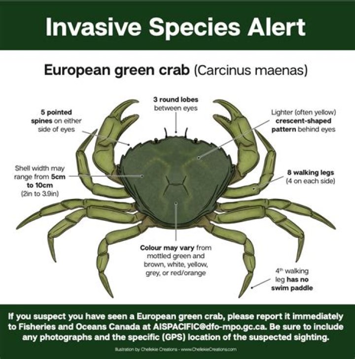 How do you identify Carcinus maenas?