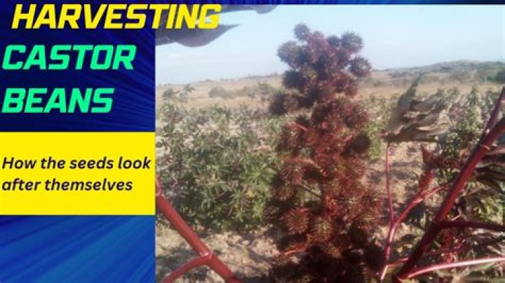 How do you plant castor bean seeds?