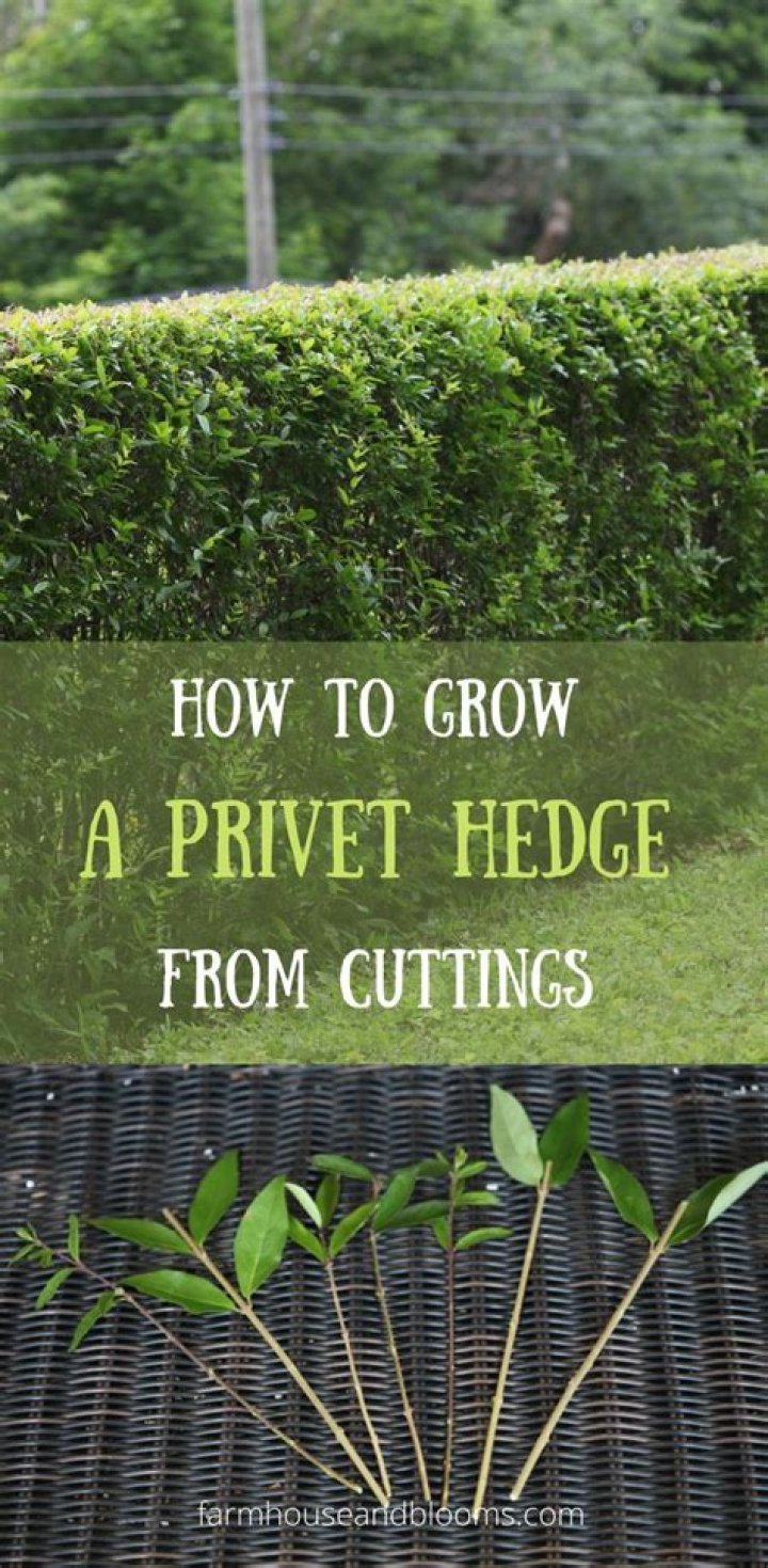 How fast does Florida privet grow?