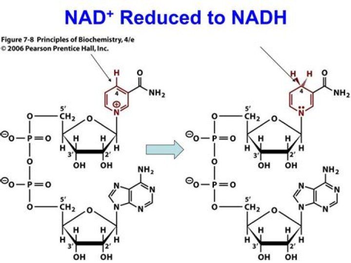 How is NAD+ reduced to NADH?