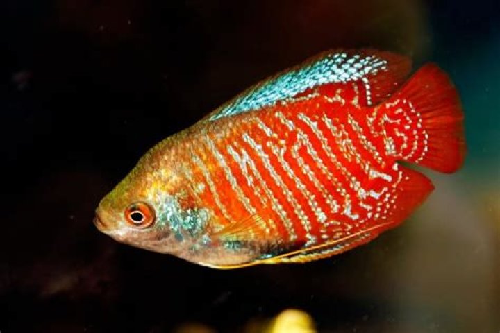 How long do gouramis take to breed?