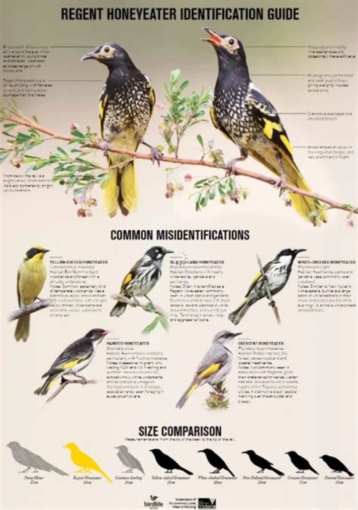 How long do Regent Honeyeaters live?