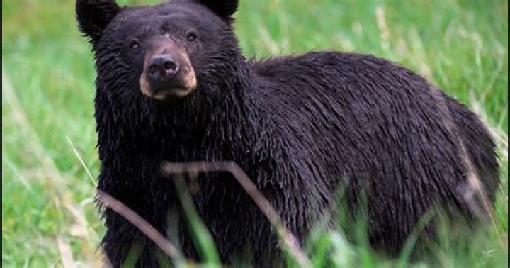 How many black bears are in Kentucky?