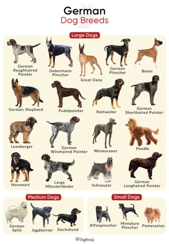 How many types of German dogs are there?