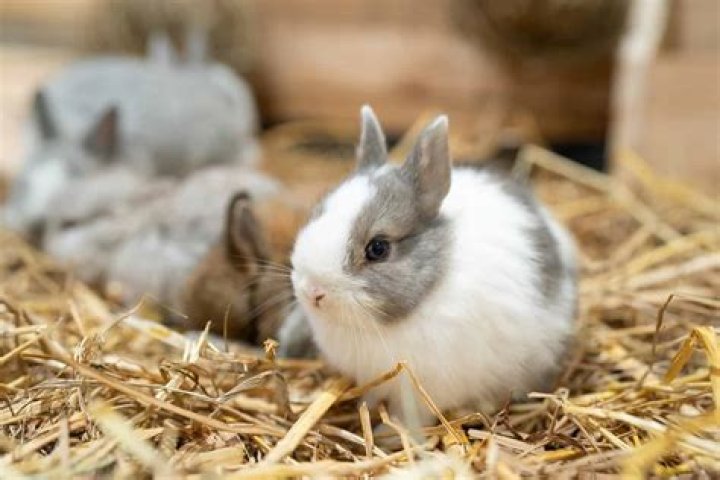 How much do Netherland Dwarf bunnies cost?