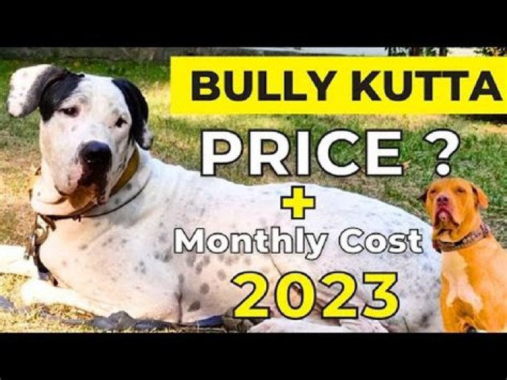 How much does a Bully Kutta cost?