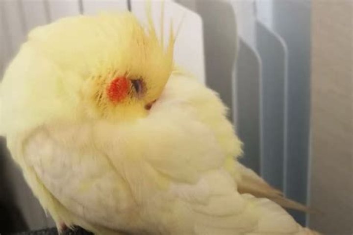 How much should a cockatiel sleep?