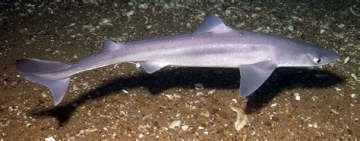 How poisonous are spiny dogfish?