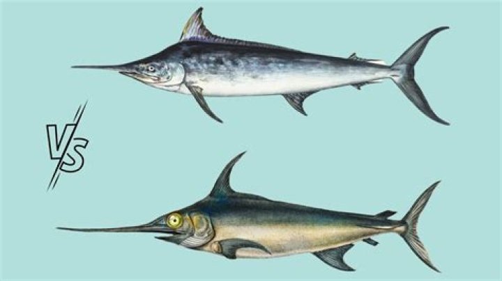 Is a swordfish a shark or a fish?