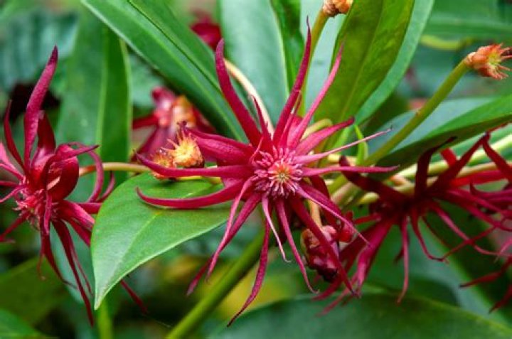 Is anise shrub poisonous to dogs?