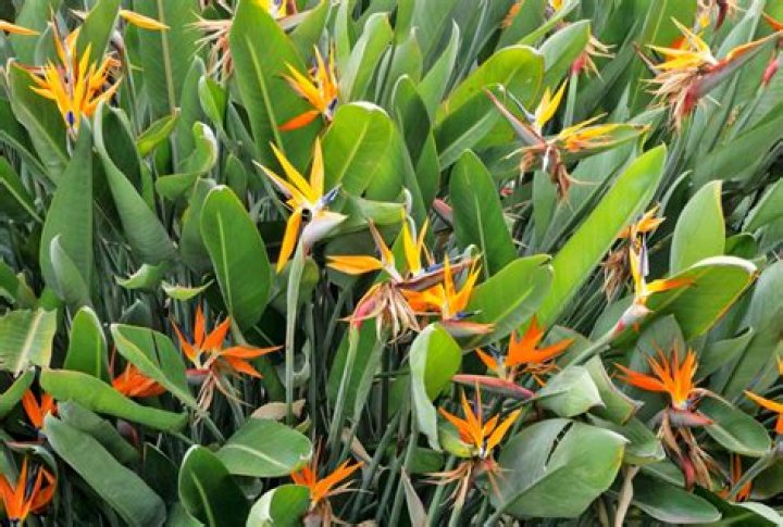 Is bird of paradise a good indoor plant?
