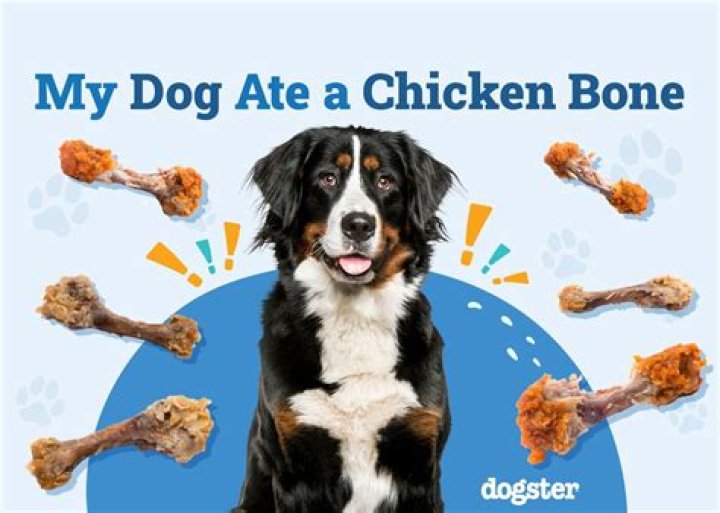 Should I worry if my dog ate chicken wings?