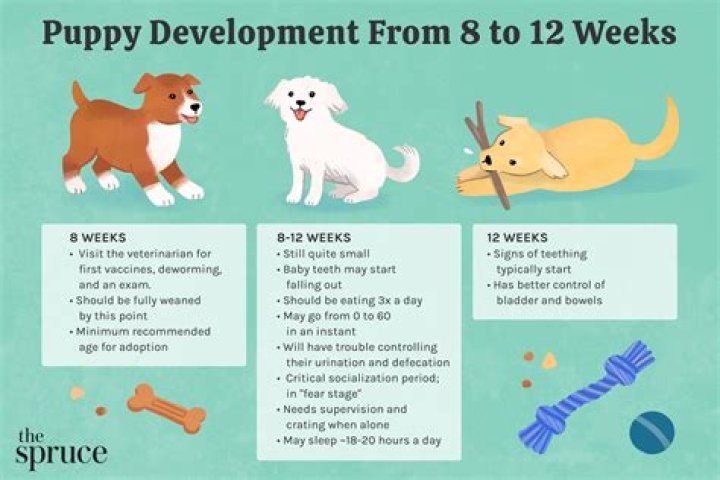 Should my 9 week old have a routine?