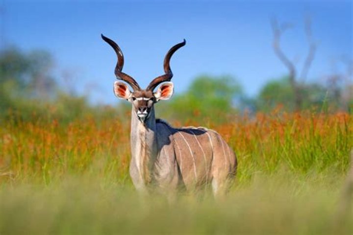 What animal in Africa looks like a deer?