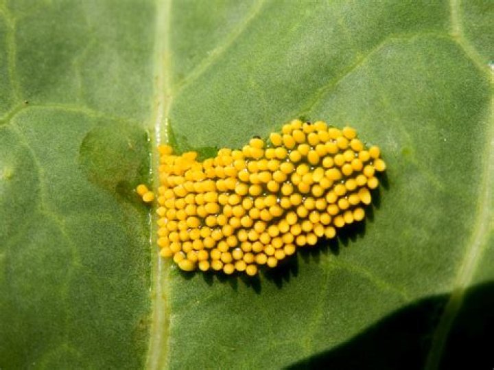 What are butterfly eggs?