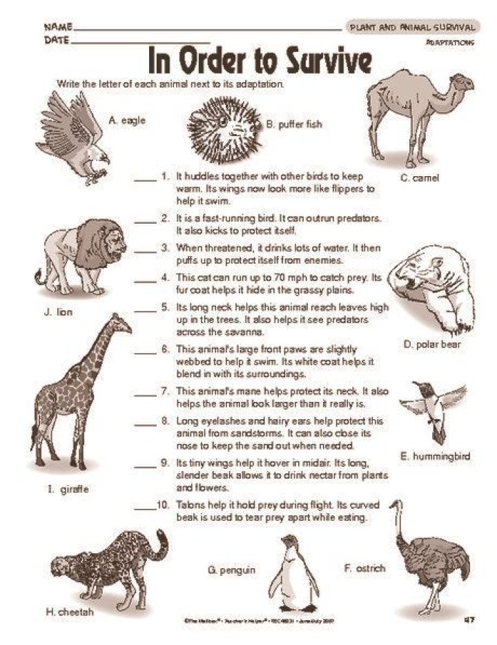 What are the 4 basic survival needs of adaptations for an animal?