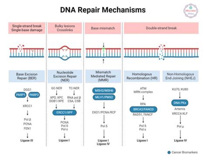 What are the different types of DNA repair?