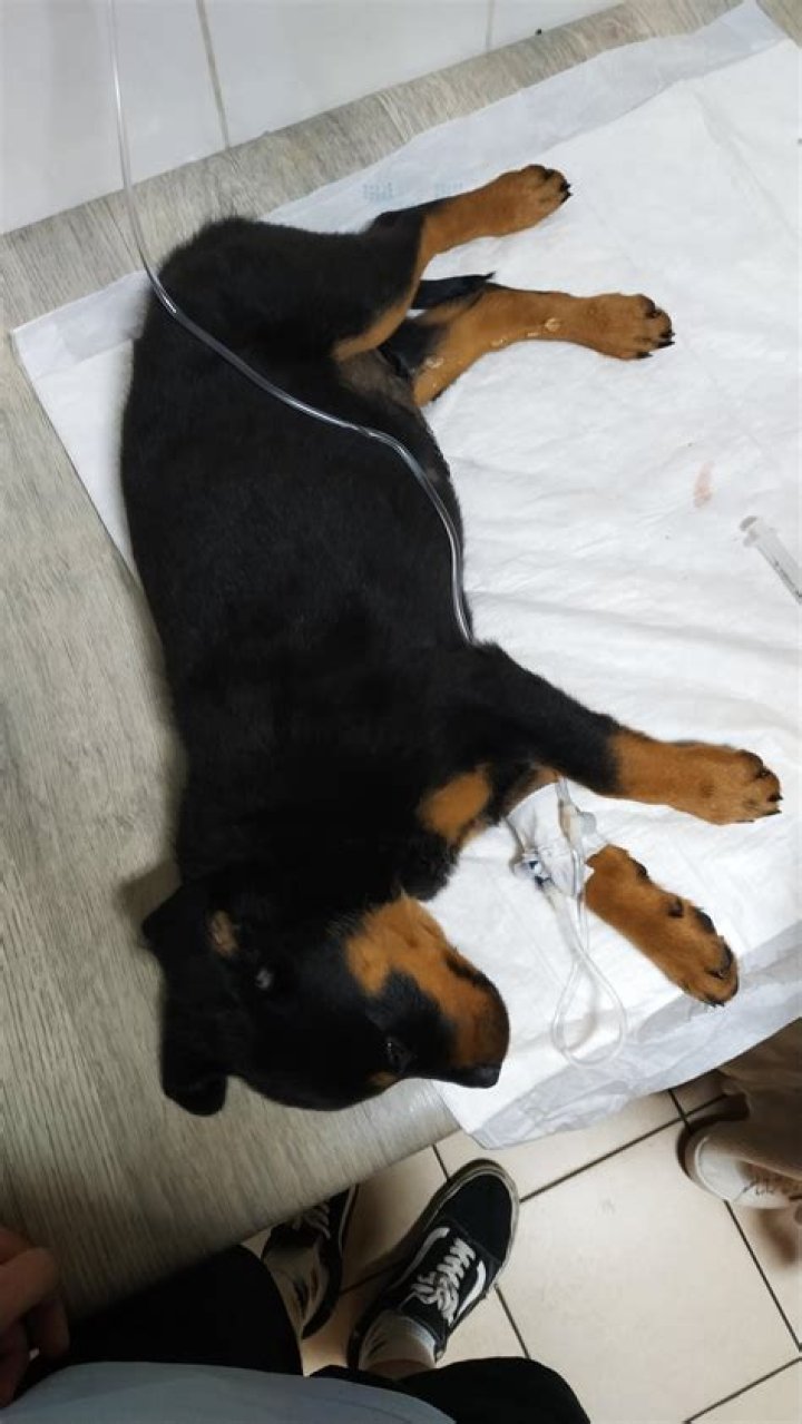 What are the signs of a dog dying from parvo?