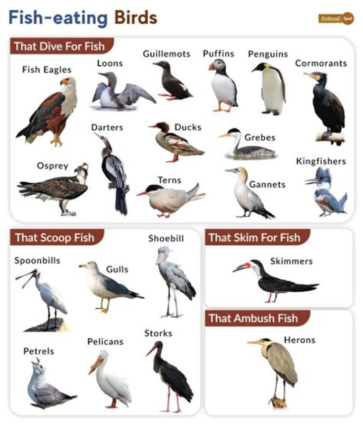 What bird of prey eats fish?