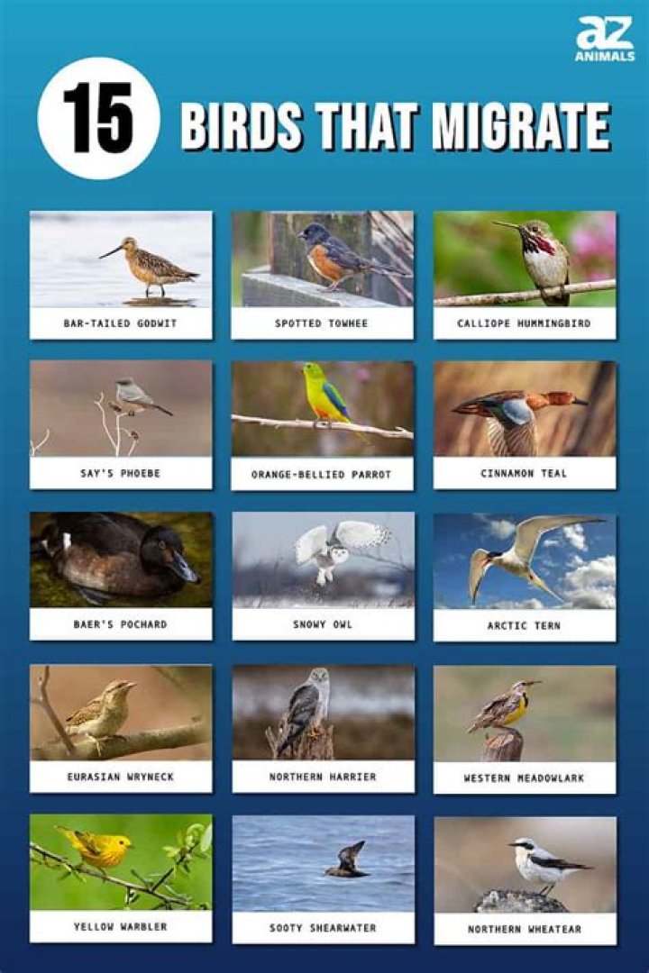 What birds are at Quivira now?