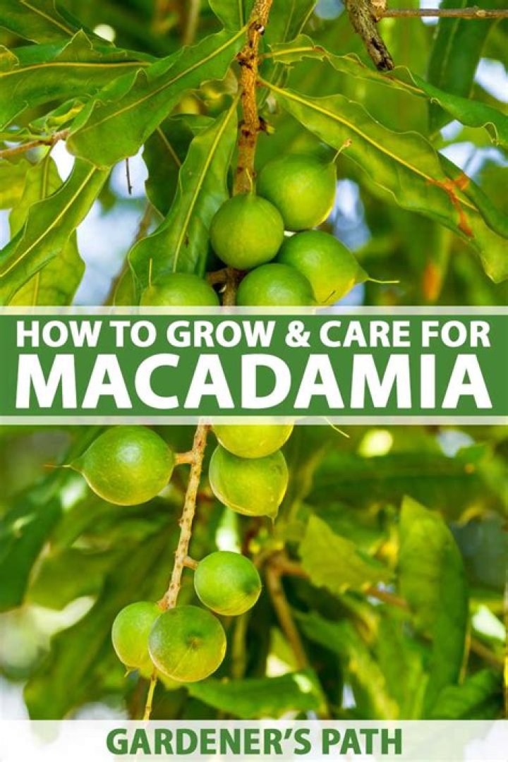 What climate do macadamias grow in?