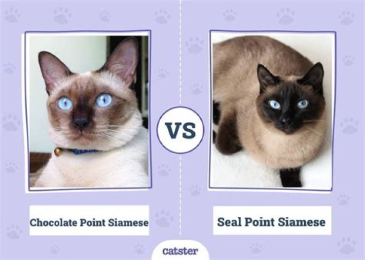 What color is a seal point cat?