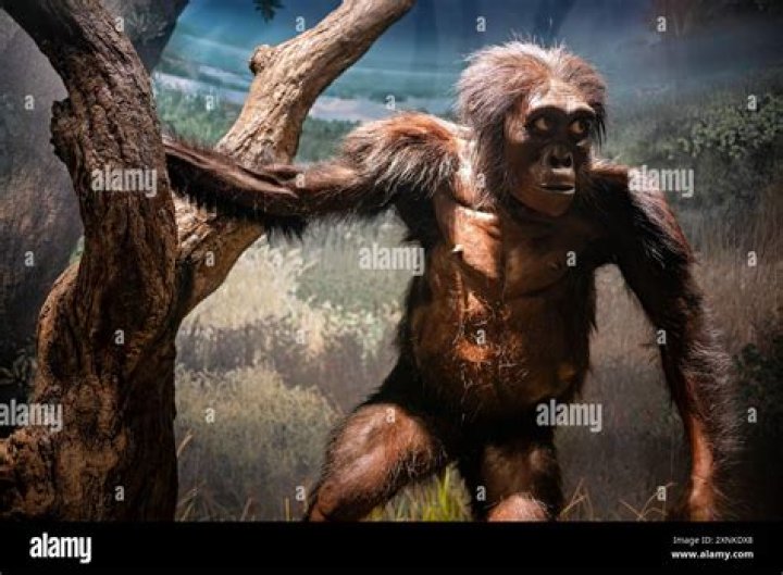 What did Australopithecus boisei?