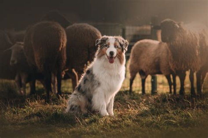What do Australian shepherds herd?