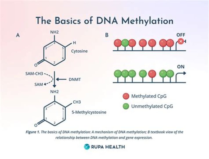 What does DNA methylation do to histones?