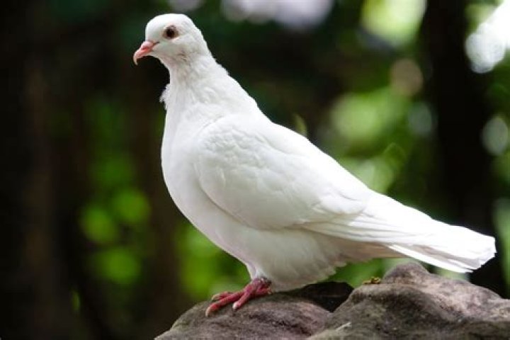 What does seeing a white pigeon symbolize?