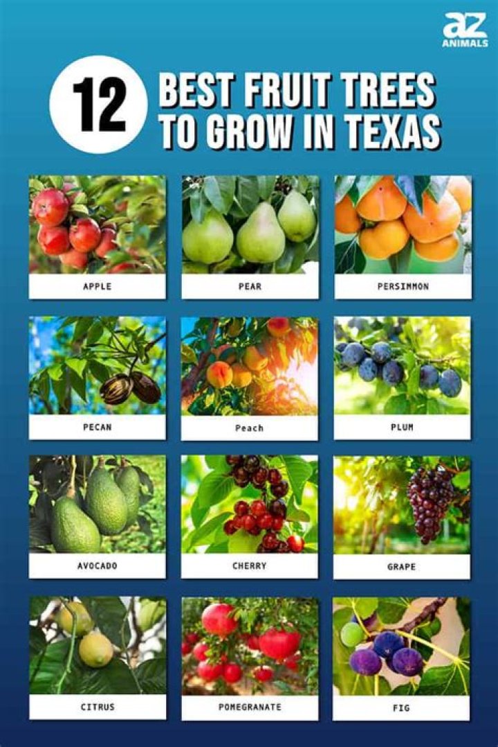 What fruit trees can you grow in BC?