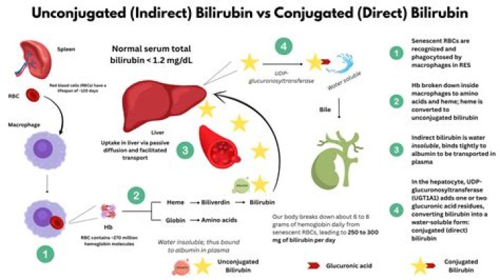 What happens if both conjugated and unconjugated bilirubin is increased?