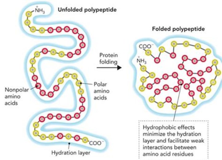 What happens if there is a problem during protein folding?