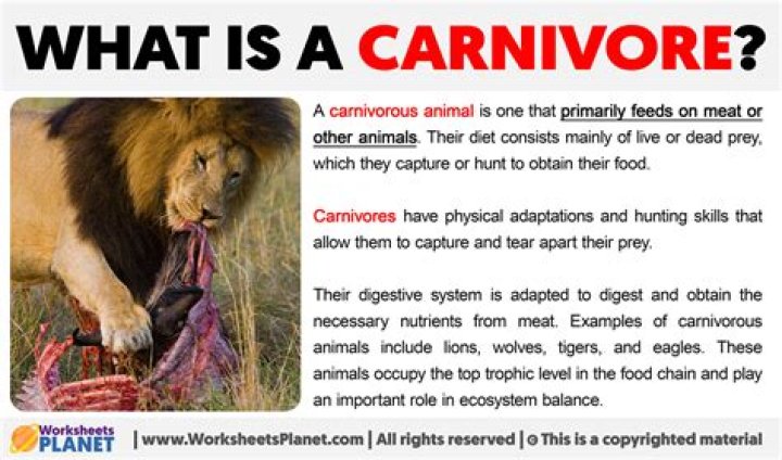 What is a conscientious carnivore?